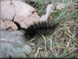 black hairy fuzzy caterpillar picture