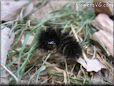 black hairy caterpillar picture