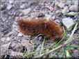 orange hairy fuzzy caterpillar bug picture