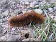 orange fuzzy caterpillar picture