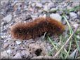 hairy fuzzy caterpillar picture