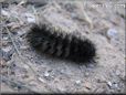 black hairy fuzzy caterpillar picture