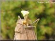 praying mantis bug picture