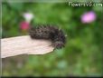 black hairy fuzzy caterpillar pictures