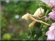 praying mantis bug picture
