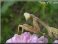 praying mantis bug picture