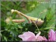 praying mantis bug picture