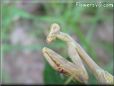 prayingmantis bug picture