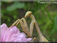 prayingmantis bug picture