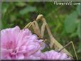 praying mantis bug picture