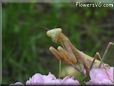 praying mantis bug picture
