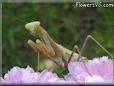 praying mantis bug picture
