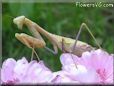 praying mantis bug picture