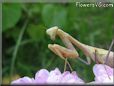 praying mantis bug picture