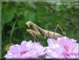 praying mantis bug picture