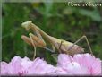 praying mantis bug picture