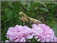 praying mantis bug picture