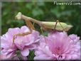 praying mantis bug picture