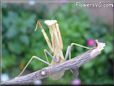 praying mantis bug picture