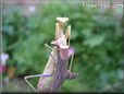 praying mantis bug picture