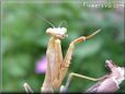 praying mantis bug picture