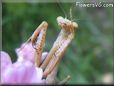 praying mantis bug picture