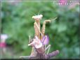 praying mantis bug picture