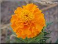 orange marigold plant