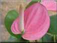 anthurium flower photos