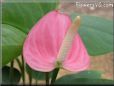 anthurium flower picture