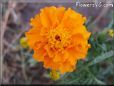 orange marigold flower picture