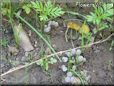 fungi picture