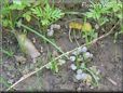 fungi photos