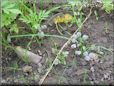 fungi photo