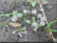 fungi wallpaper