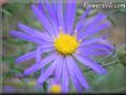 aster plant