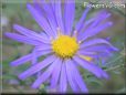 blue aster pictures