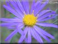 aster photo