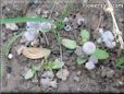 mushroom picture