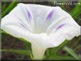 morning glory flower picture