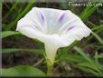 morning glory flower picture