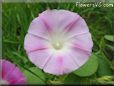 light pink Morning Glory light pink picture