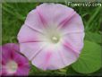 Morning Glory light pink picture