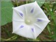 Blue and white morning glory picture