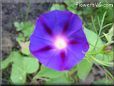 Dark Blue Morning Glory picture