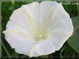 White Morning Glory picture