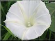 White Morning Glory picture