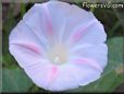 white pink morning glory picture