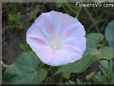 morningglory flower picture