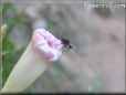 fly pictures